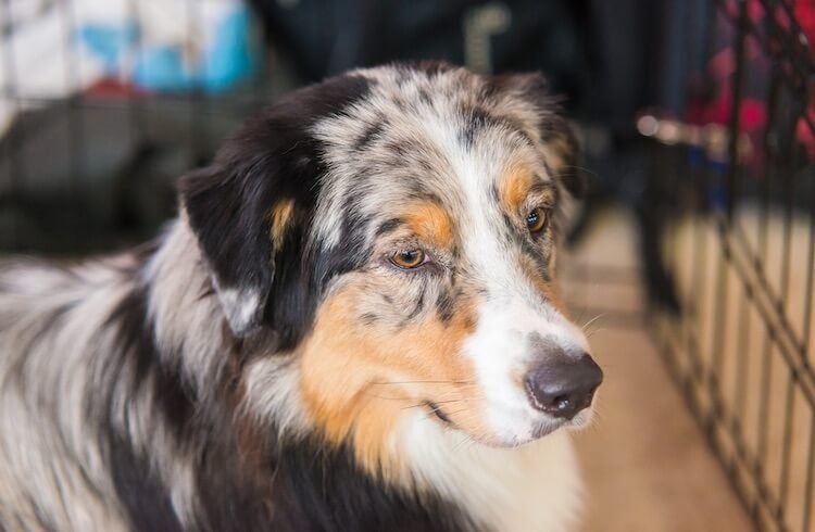 Australian Shepherd Spaniel Mix