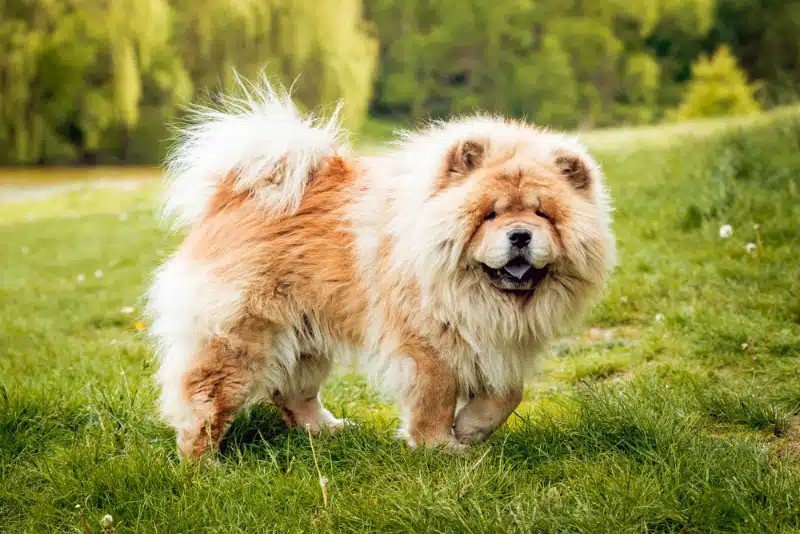 Chow and Australian Shepherd Mix