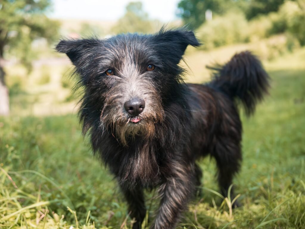 Australian Shepherd Terrier Mix