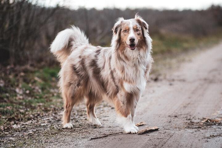 German Australian Shepherd