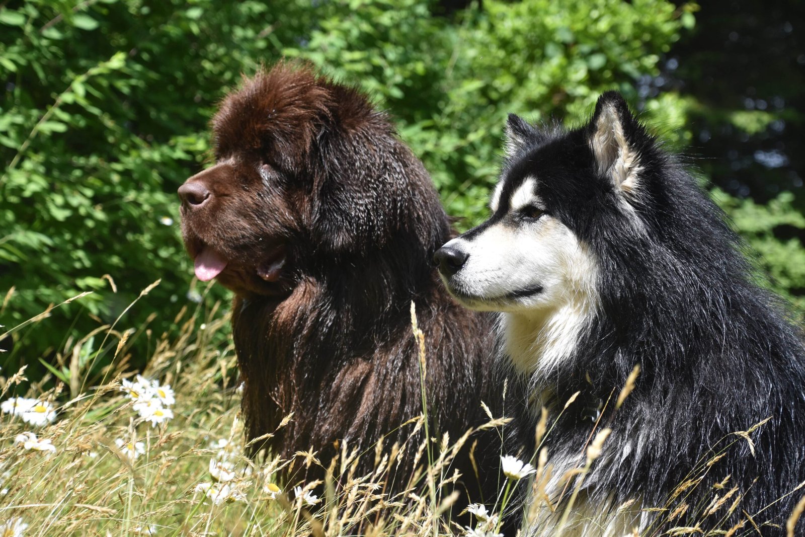 Australian Shepherd Mix Dogs