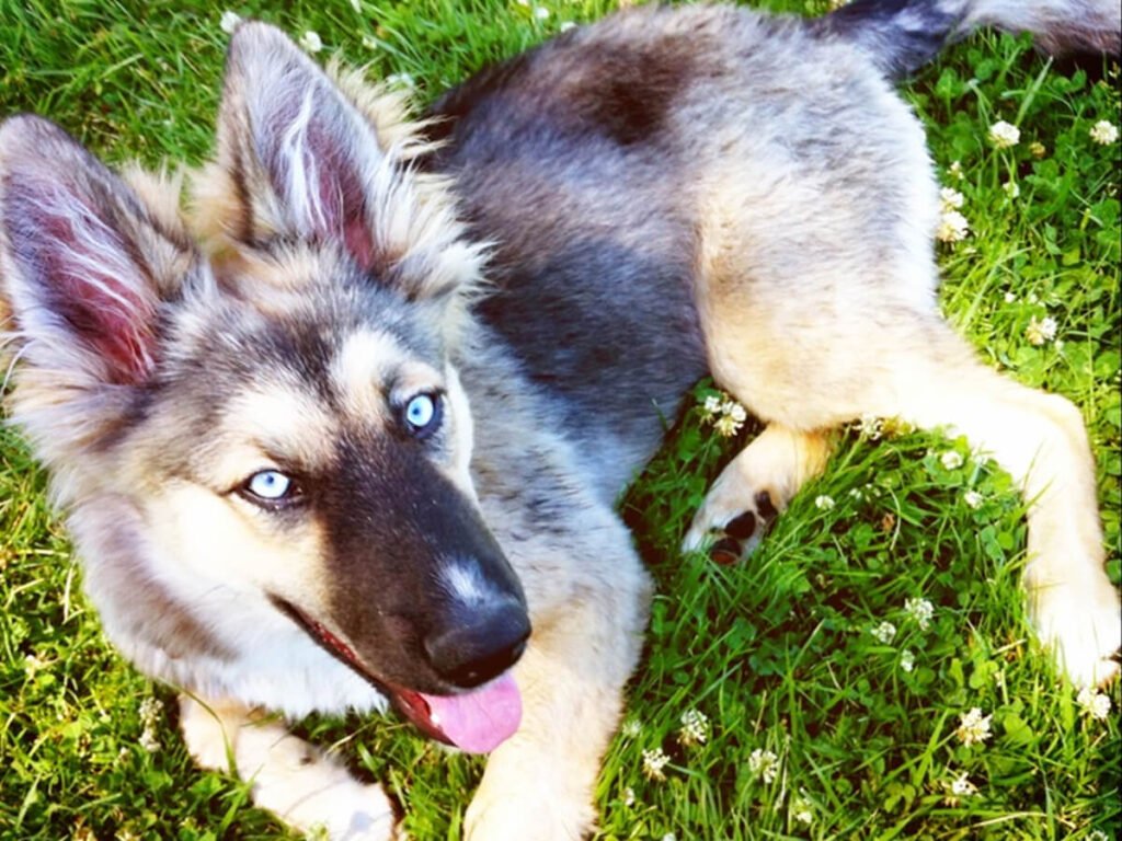 Australian Husky German Shepherd