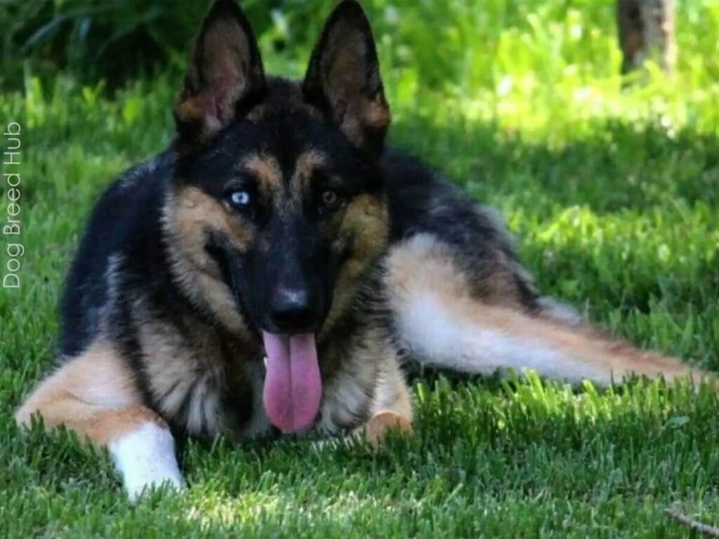 German Shepherd Husky Mix