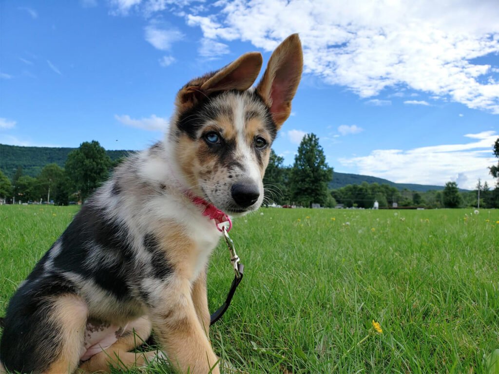 German Shepherd Australian Shepherd Mix