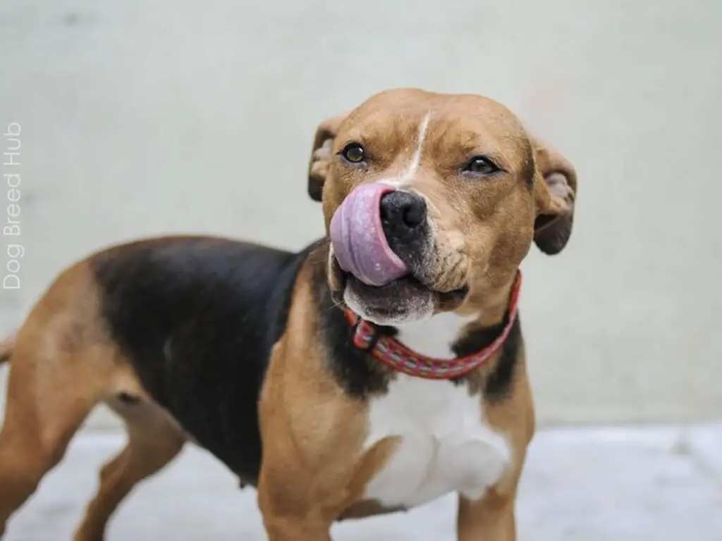 Pitbull Beagle Mix (Beaglebull)