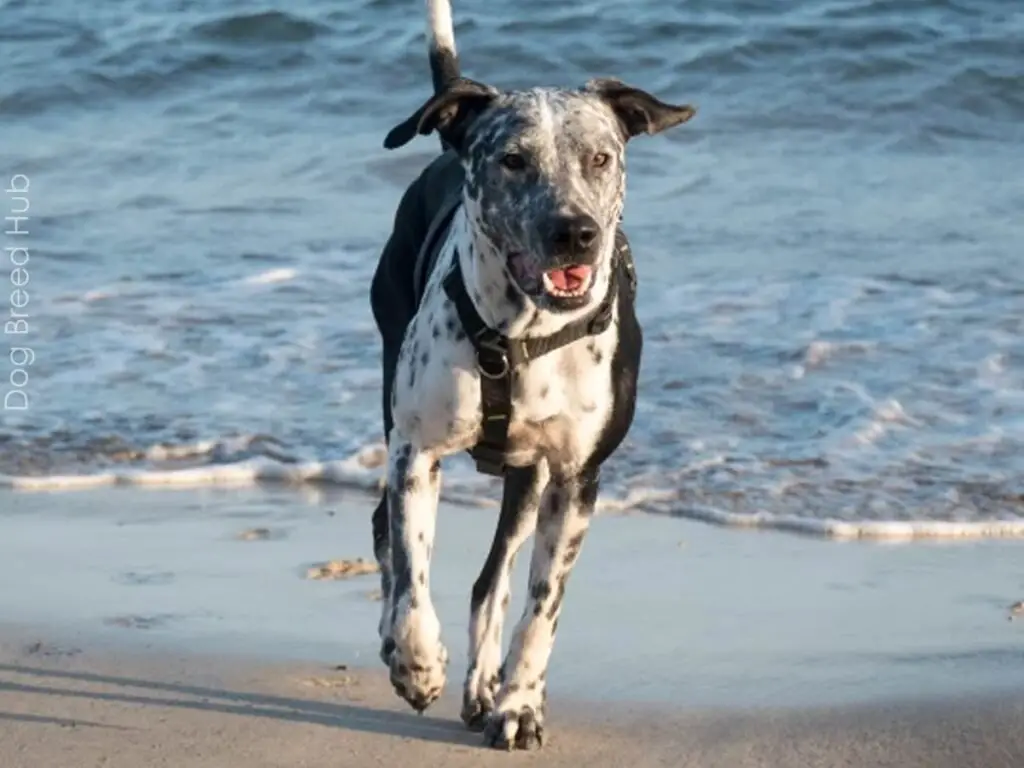 Pitbull Dalmatian Mix (Pitmatian)