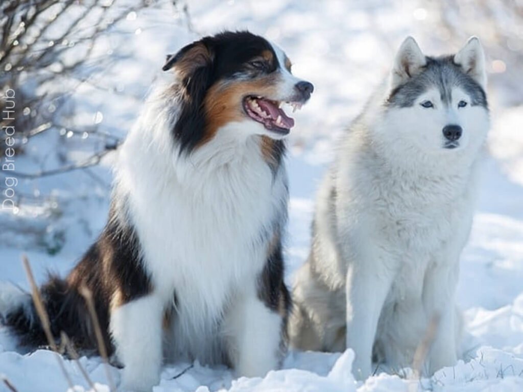 What Does an Australian Shepherd Husky Mix Look Like?