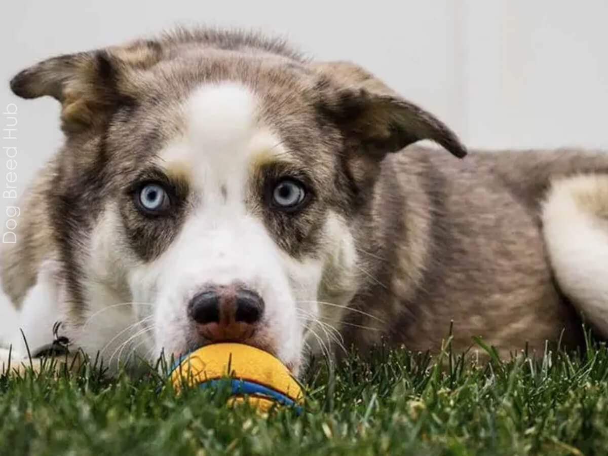 Australian Shepherd Husky Mix