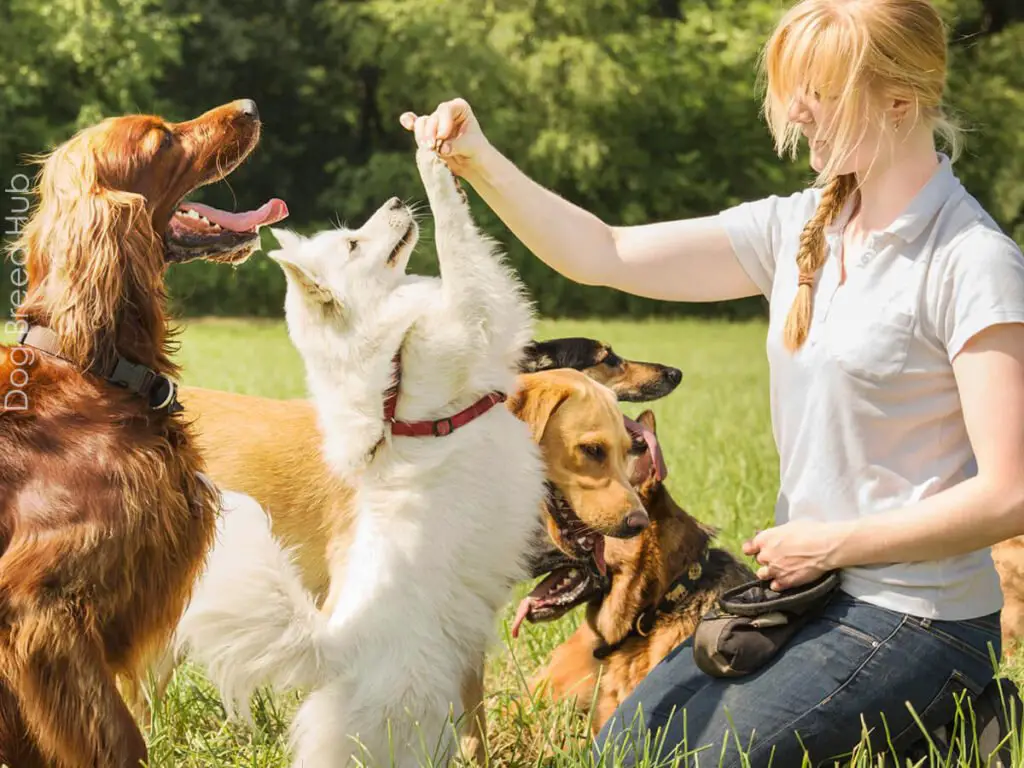 How Color Affects Dog Behavior?