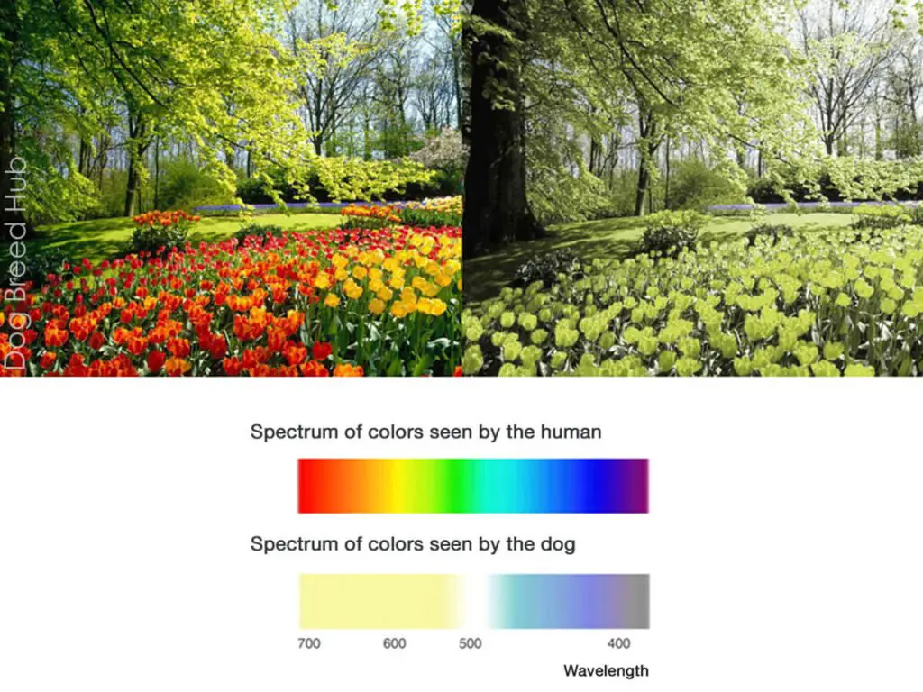 The Color Spectrum Dogs See