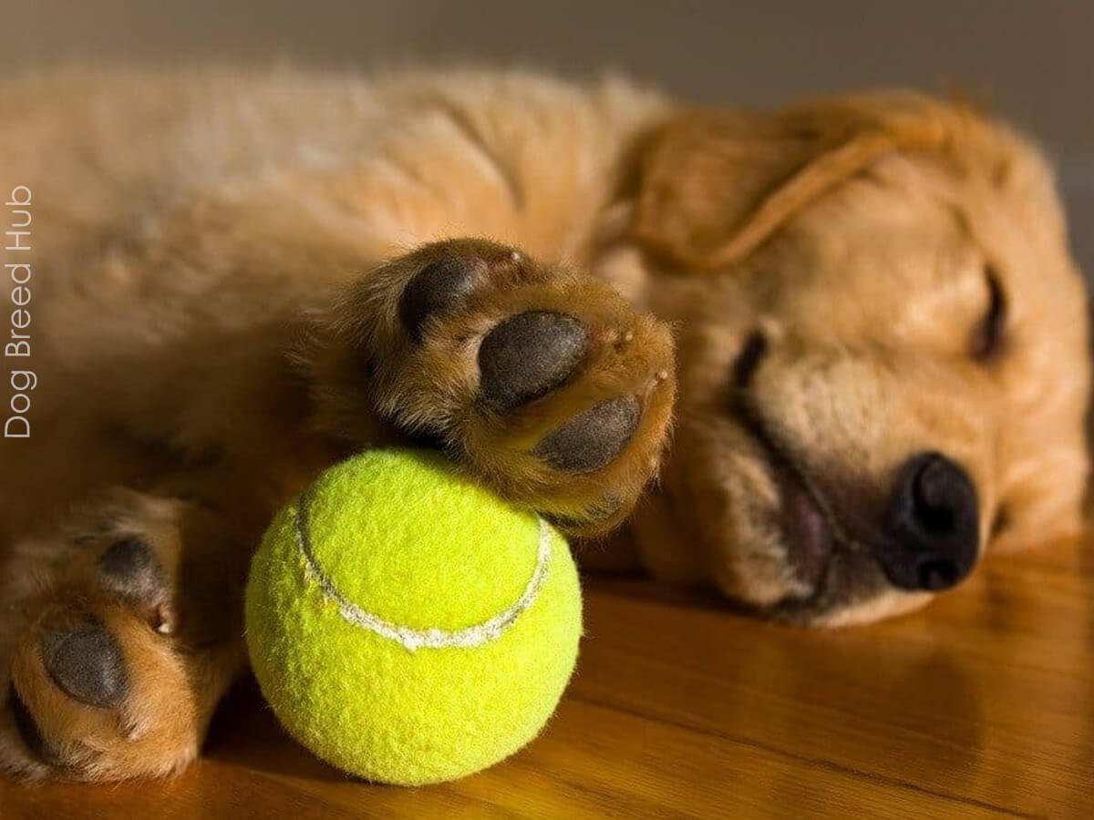 Why Do Dogs Love Tennis Balls? Understanding the Canine Obsession