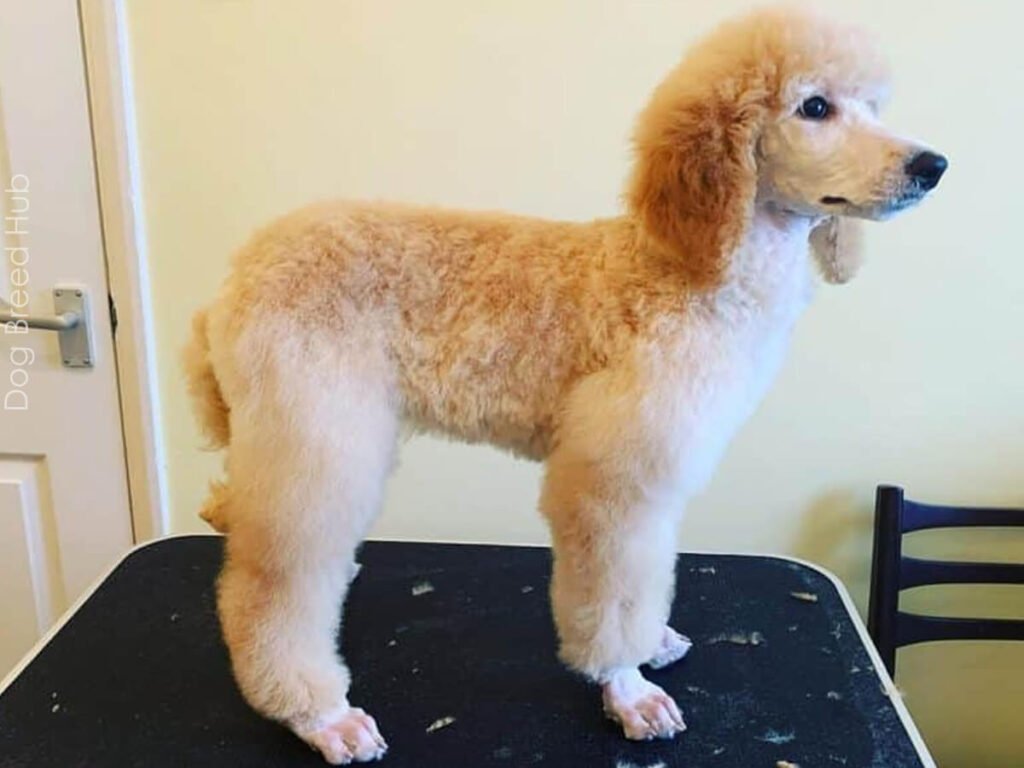 lamb cut poodle