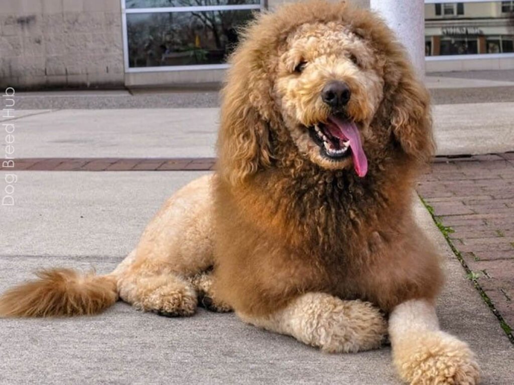 Lion Cut poodle