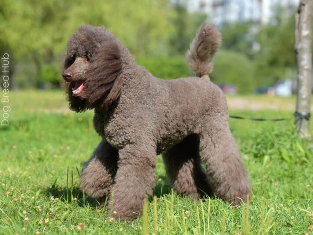 modern cut poodle