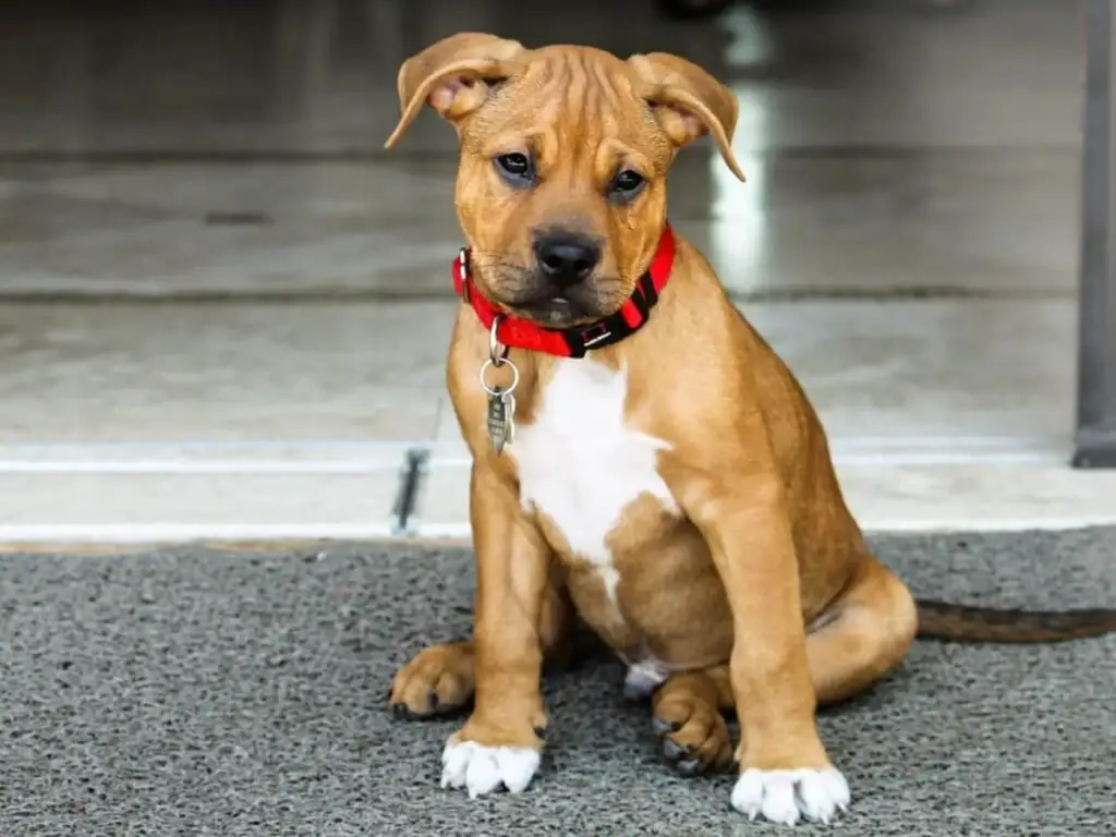 Pitbull Boxer Mix (Bullboxer)