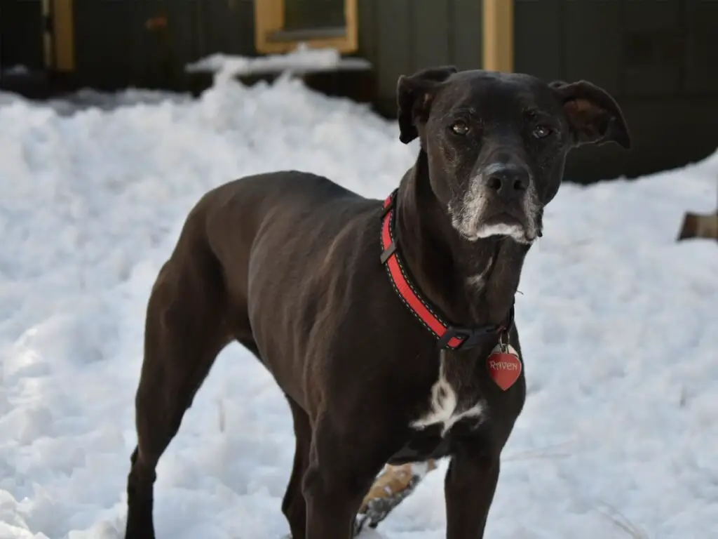 Pitbull Labrador Retriever Mix