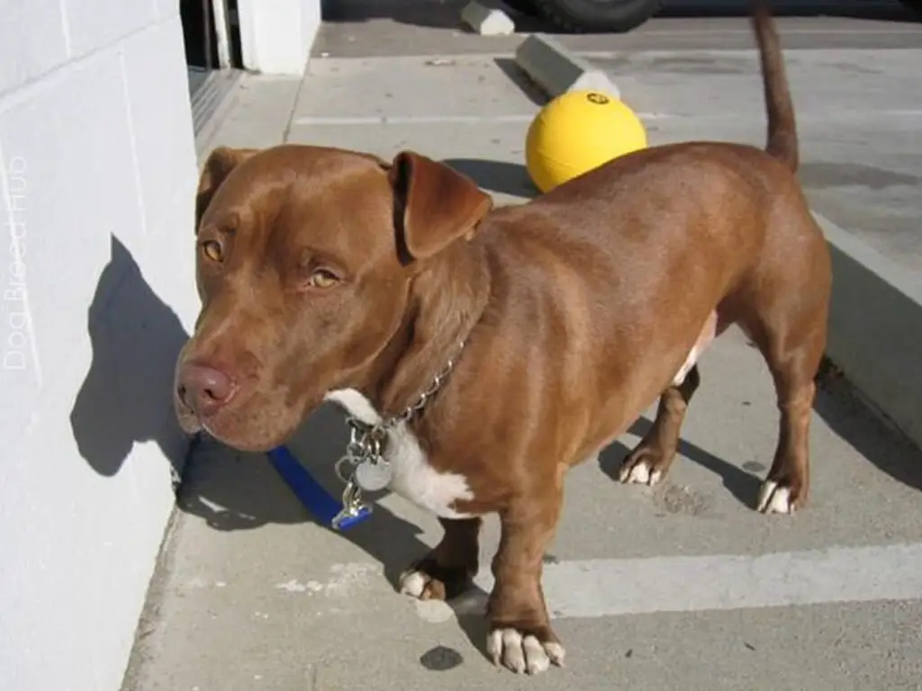 Pitbull Corgi Mix (Corgi Pit)