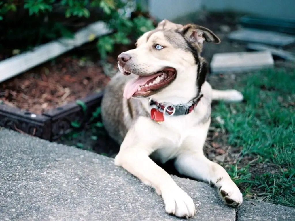 Pitbull Husky Mix (Pitsky)