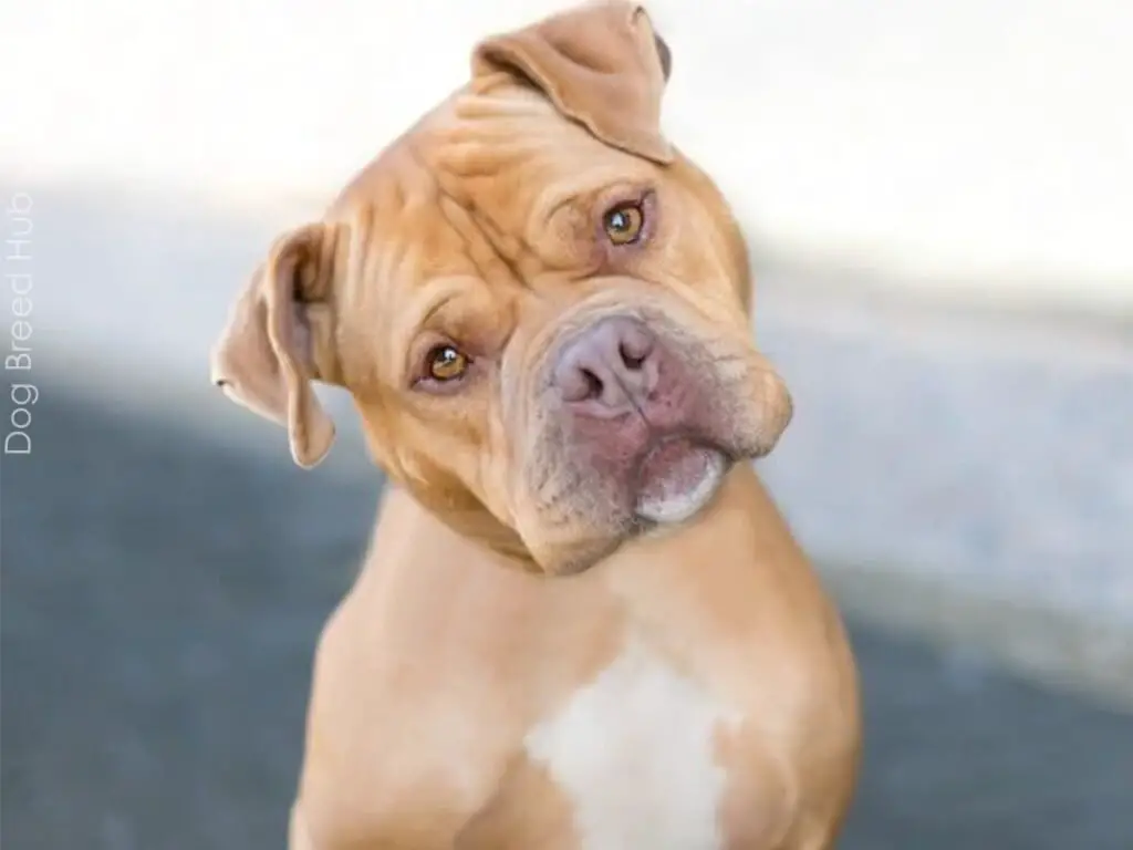 Pitbull Mastiff Mix (Pit Mastiff)