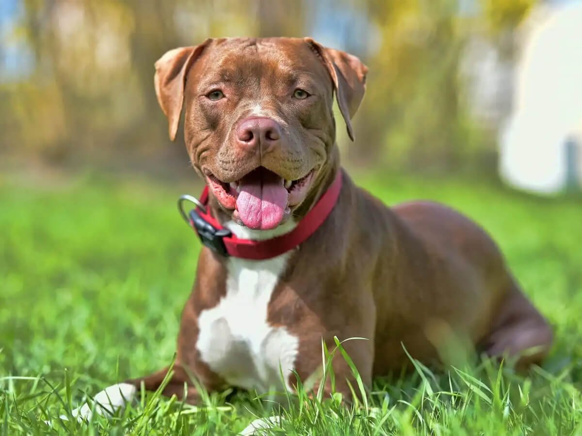 What are the Most Popular Pitbull Mixes and What Makes Them Unique?