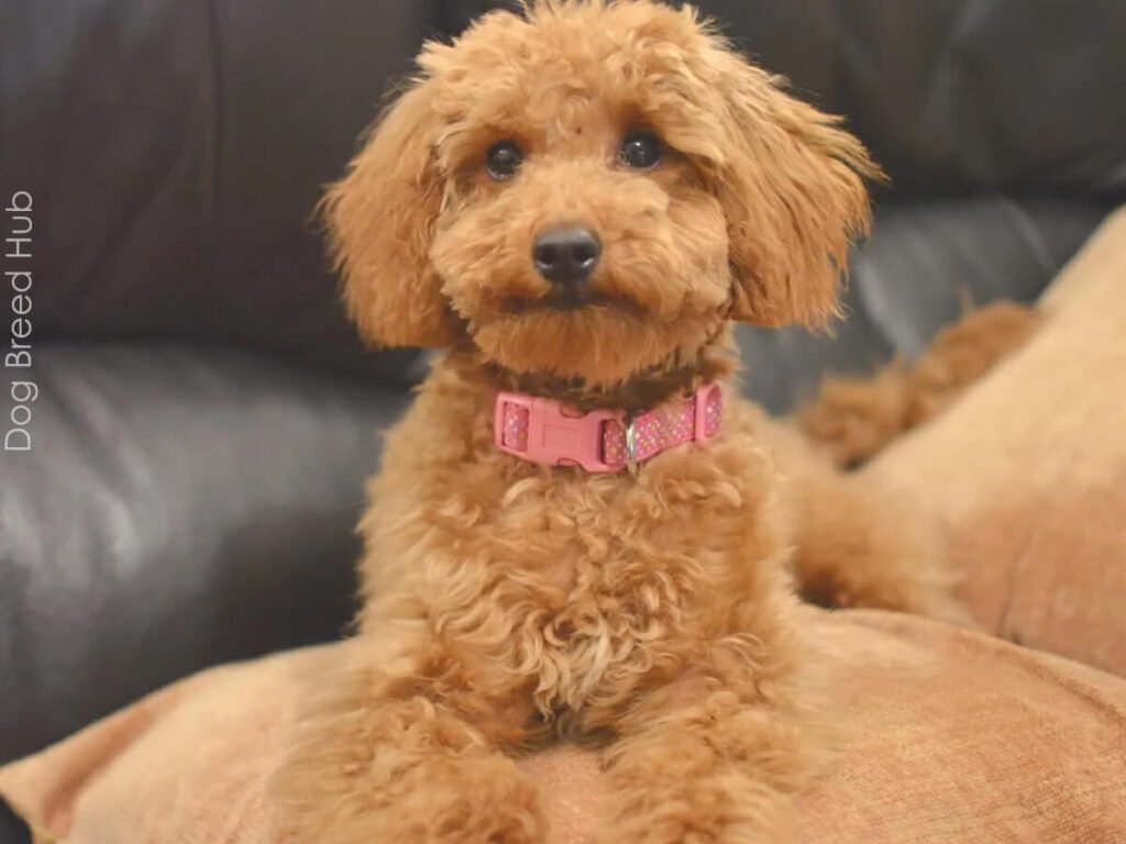 poodle puppy cut