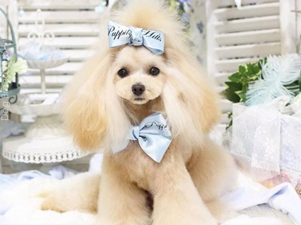 Princes Cut poodle