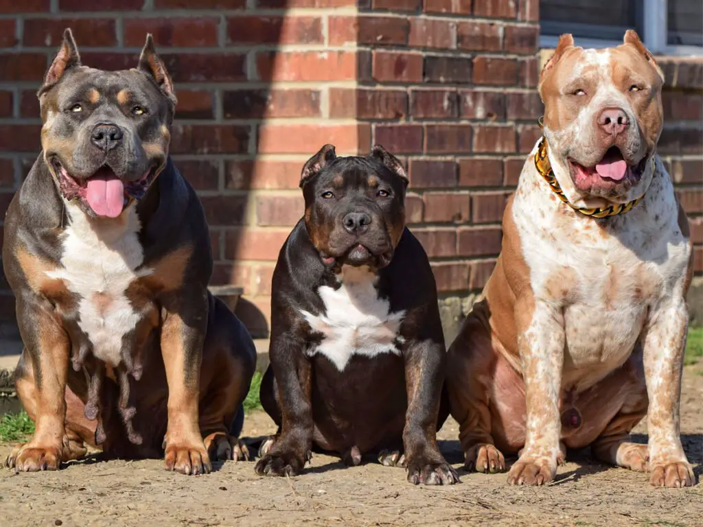 American Bully Growth Chart