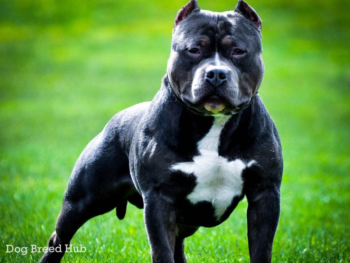 American bully size chart