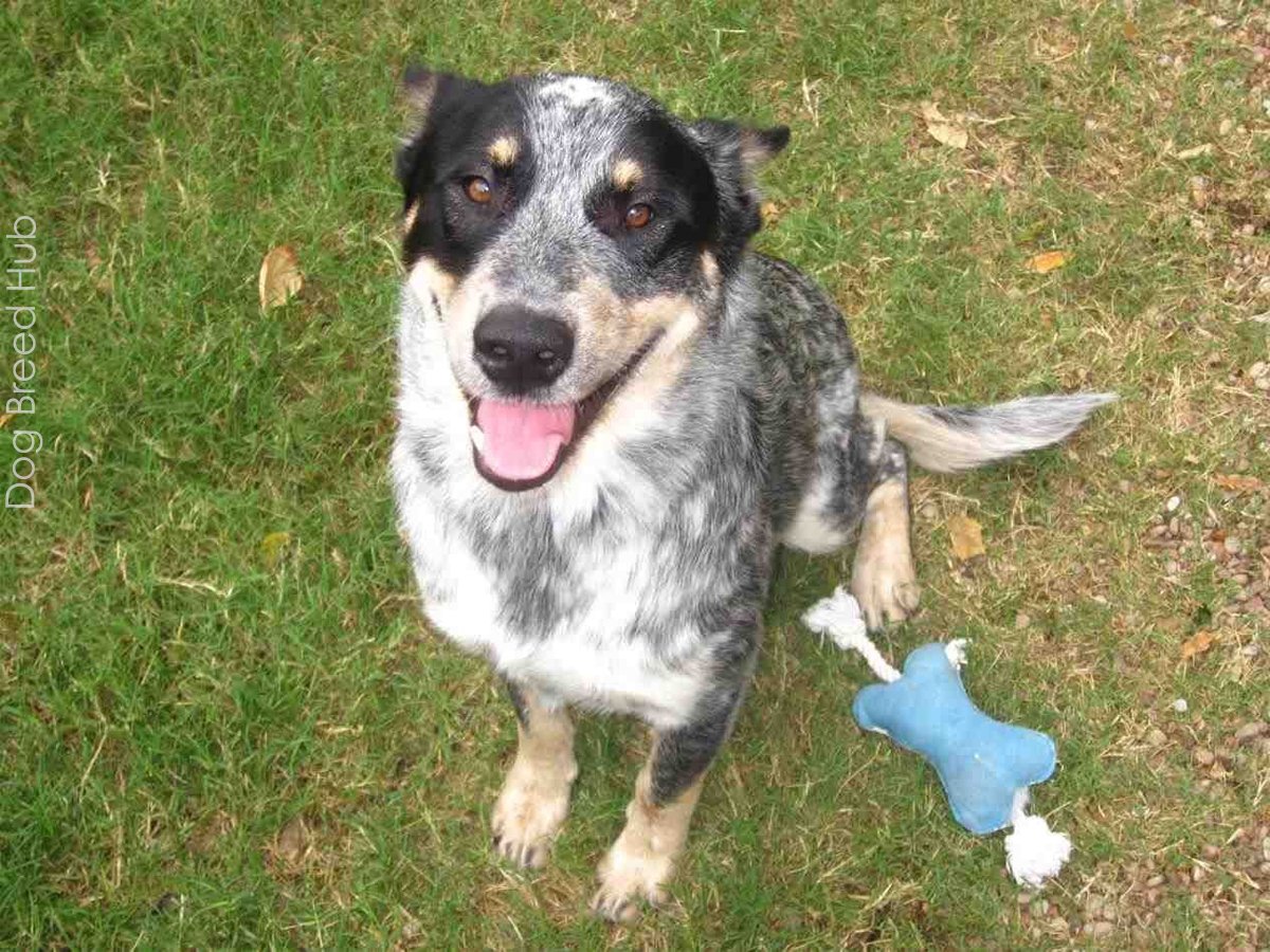 Australian Shepherd Blue Heeler Mix