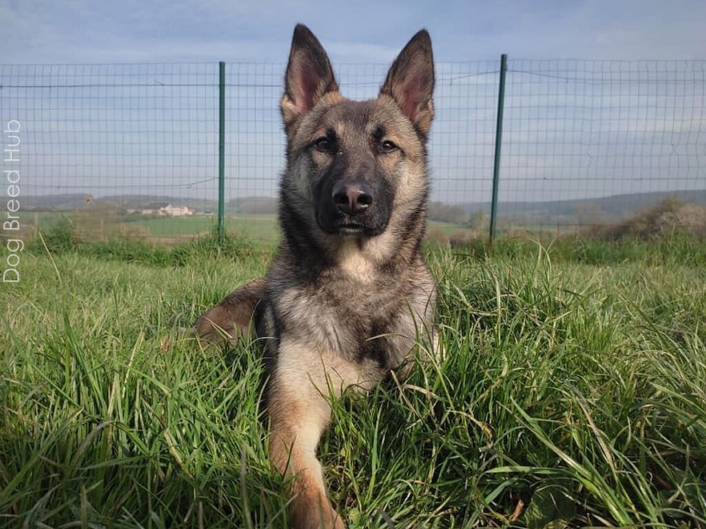 Belgian Malinois Husky Mix