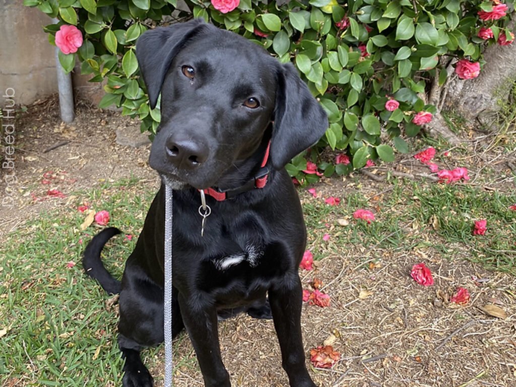 Belgian Malinois Lab Mix