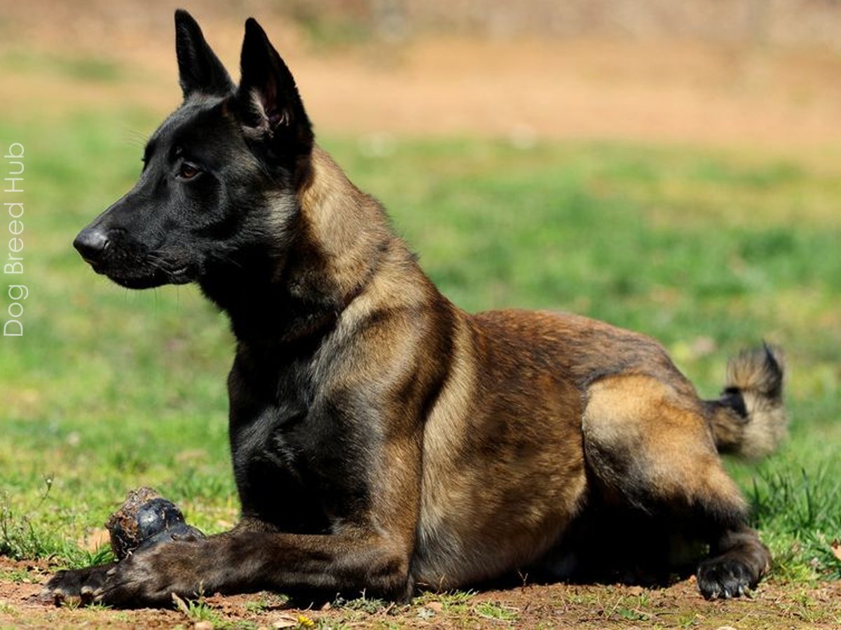 The Belgian Malinois Mix: A Versatile and Loyal Hybrid