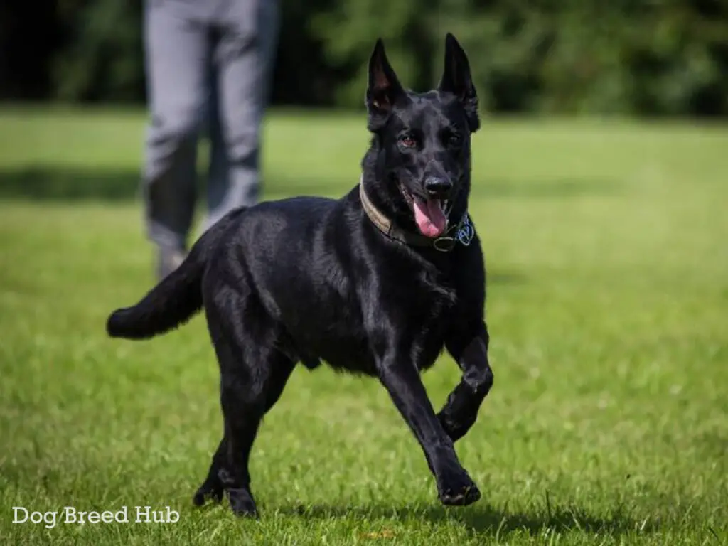 Black Belgian Malinois