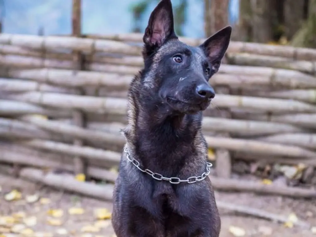 Black Sable Belgian Malinois