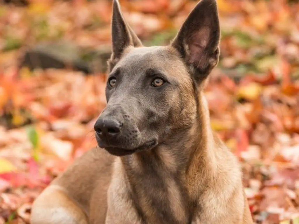 Blue Malinois