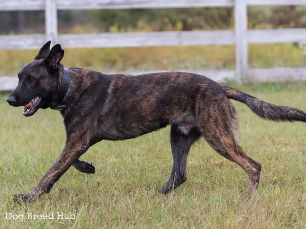 Brindle Belgian Malinois