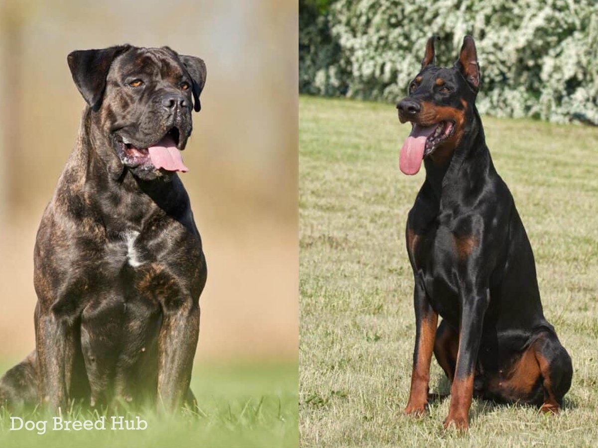 Cane Corso Doberman Mix