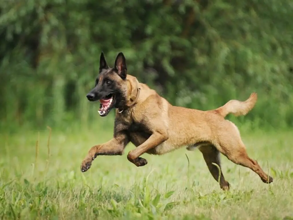 Fawn and Mahogany Belgian Malinois