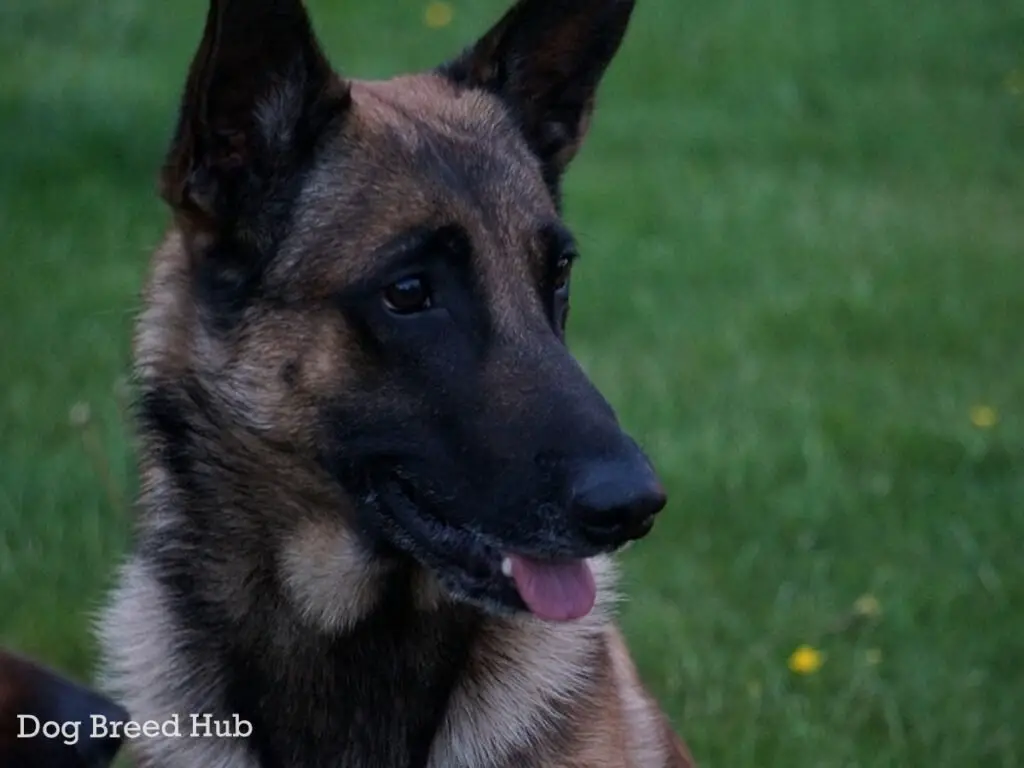 Fawn Sable Belgian Malinois