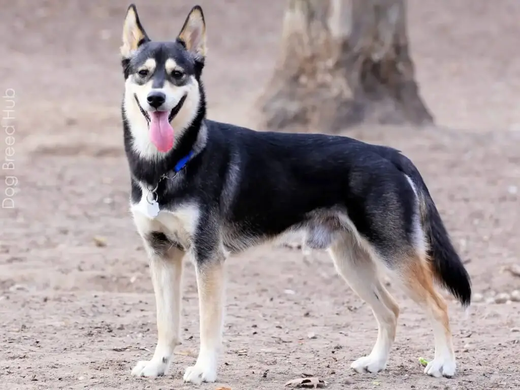 German Shepherd Husky Mix (Shepsky)