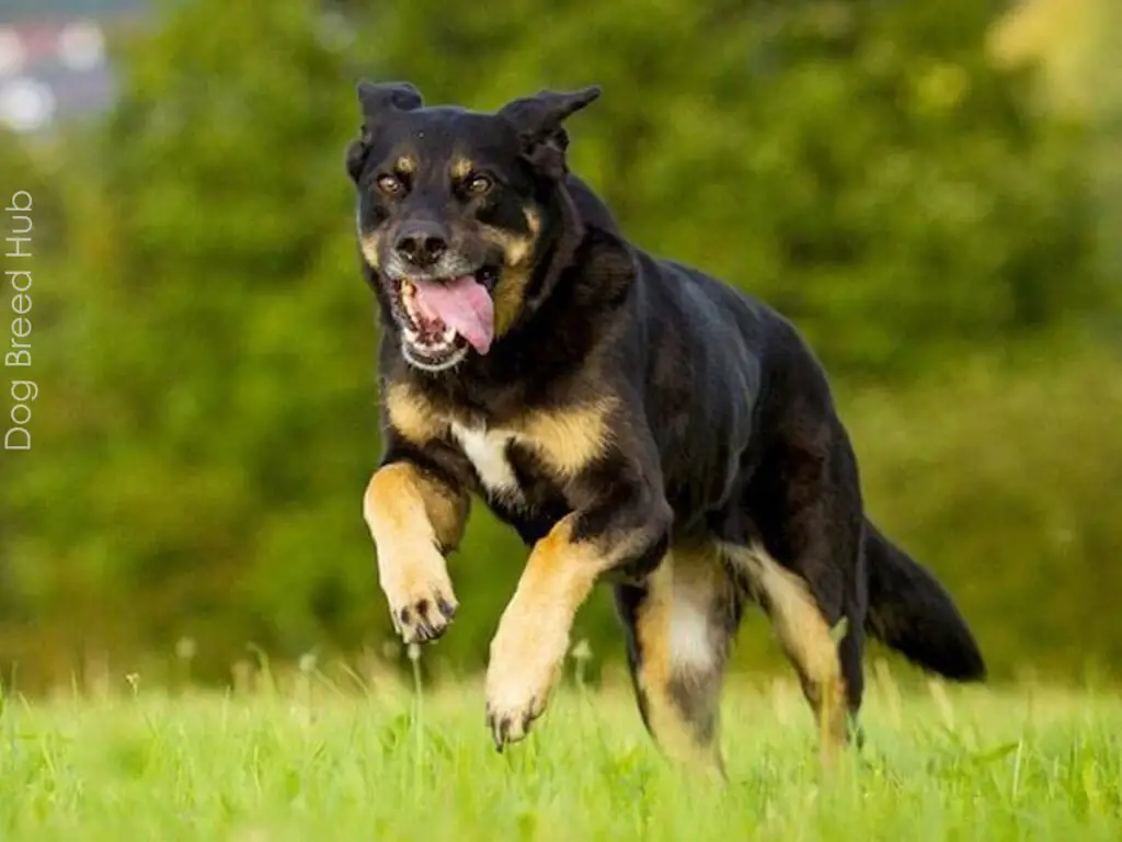 German Shepherd Rottweiler Mix (Shepweiler)