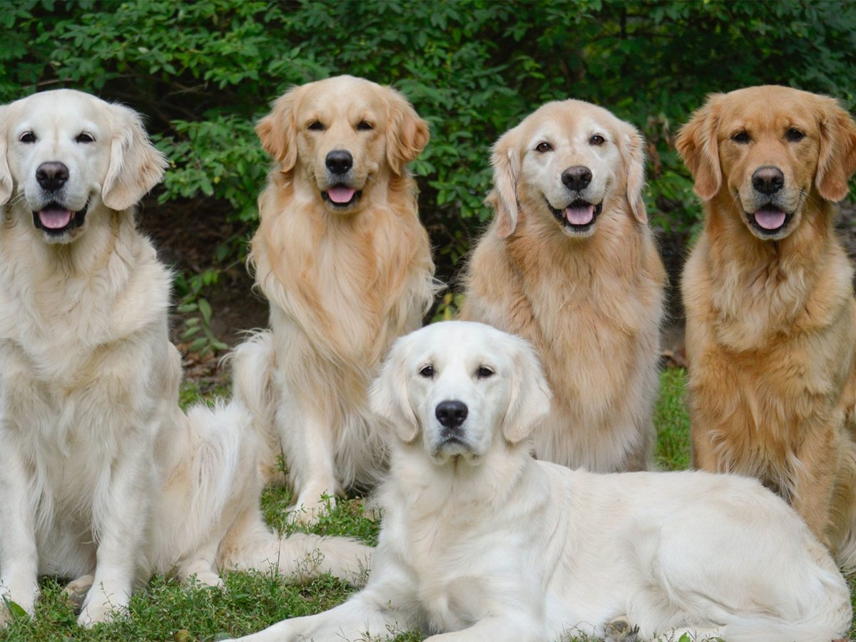 Golden Retriever mix