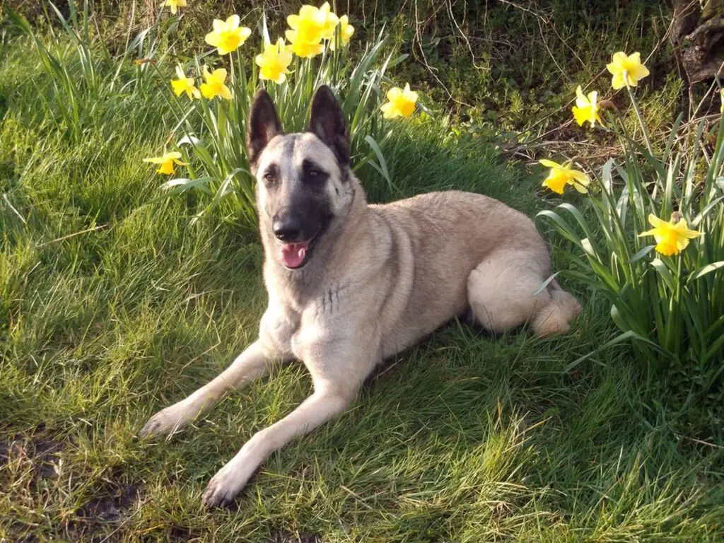 Grey Belgian Malinois