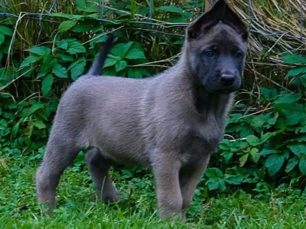 Grey Sable Belgian Malinois