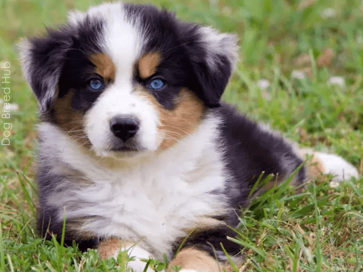 Mini Australian Shepherd