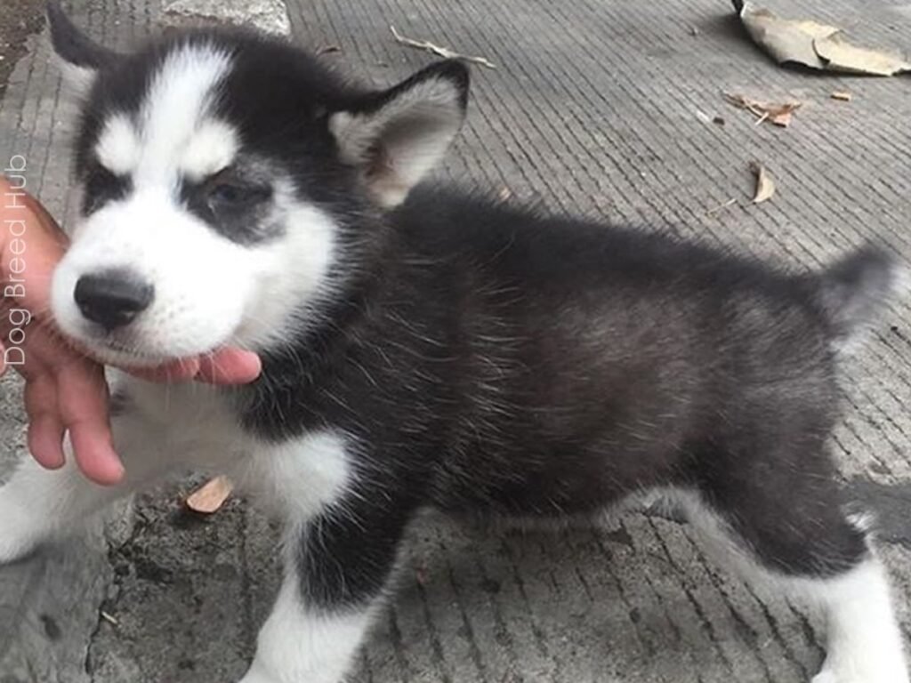 Mini Schnauzer Husky Mix