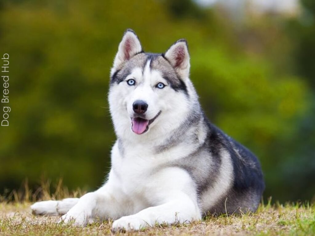 Newfoundland Siberian Husky Mix