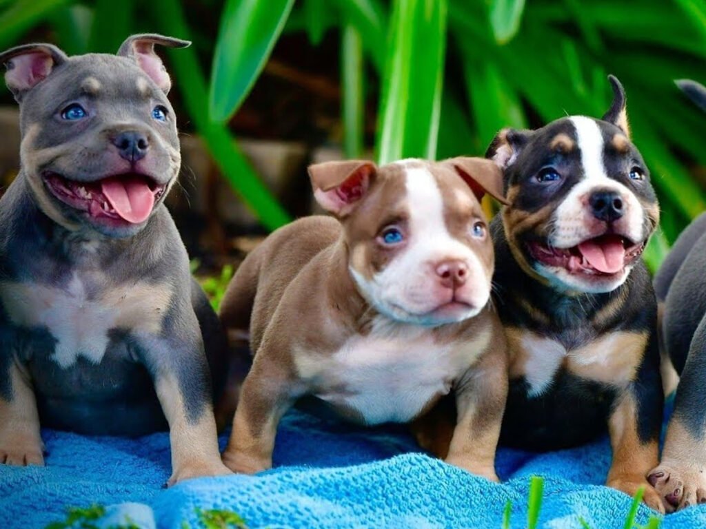 Pocket Bully breed