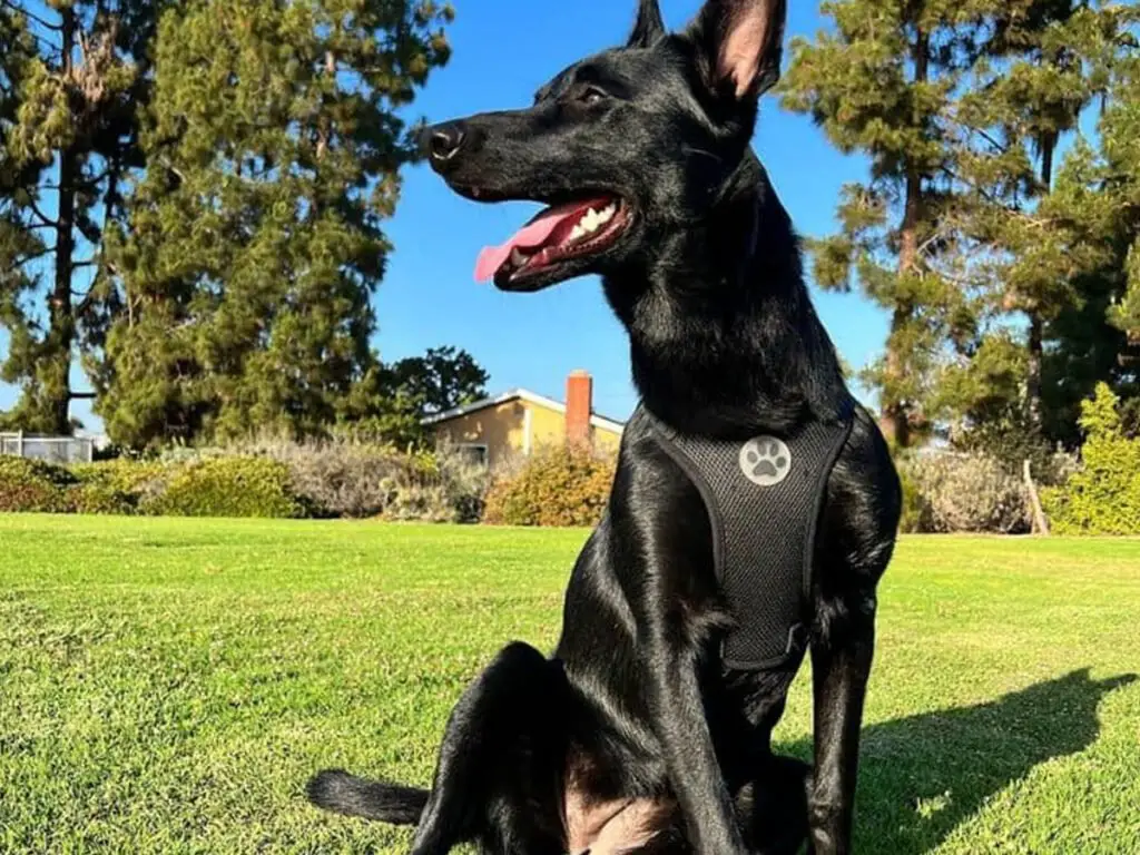 Rare Black Belgian Malinois