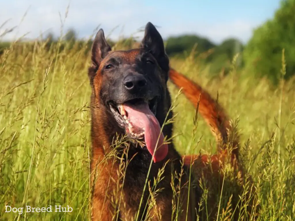 Red Sable Belgian Malinois